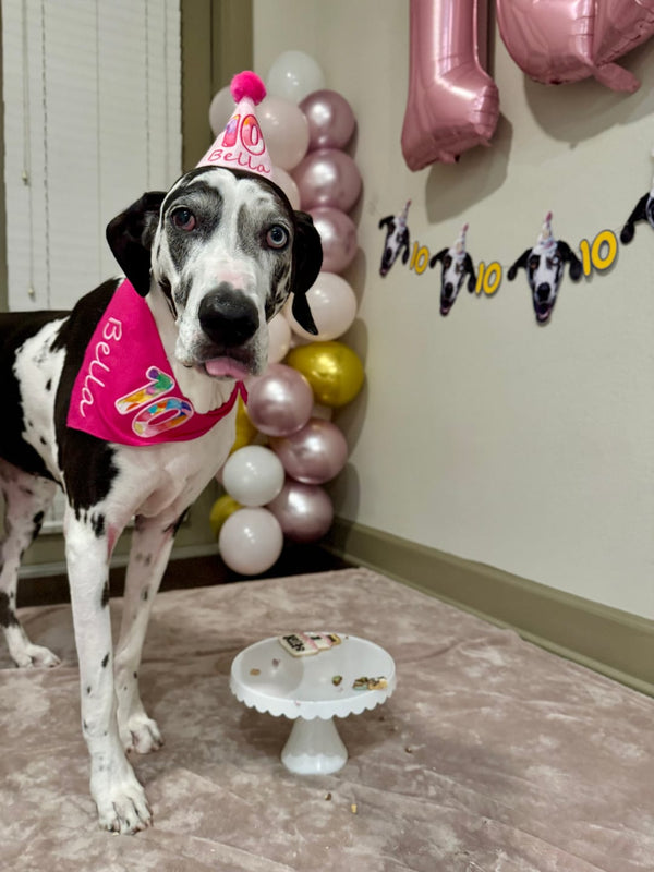 What to Bring for a Dog Party