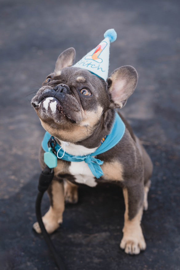 Can Dogs Eat Human Birthday Cake?