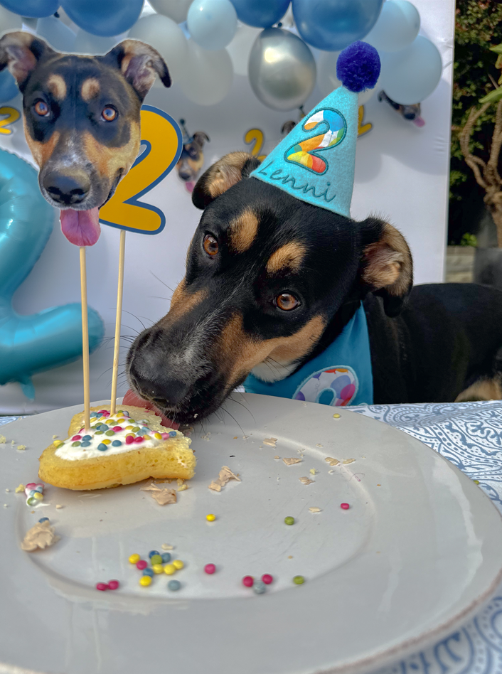 What to Buy for a Dog That Has Everything