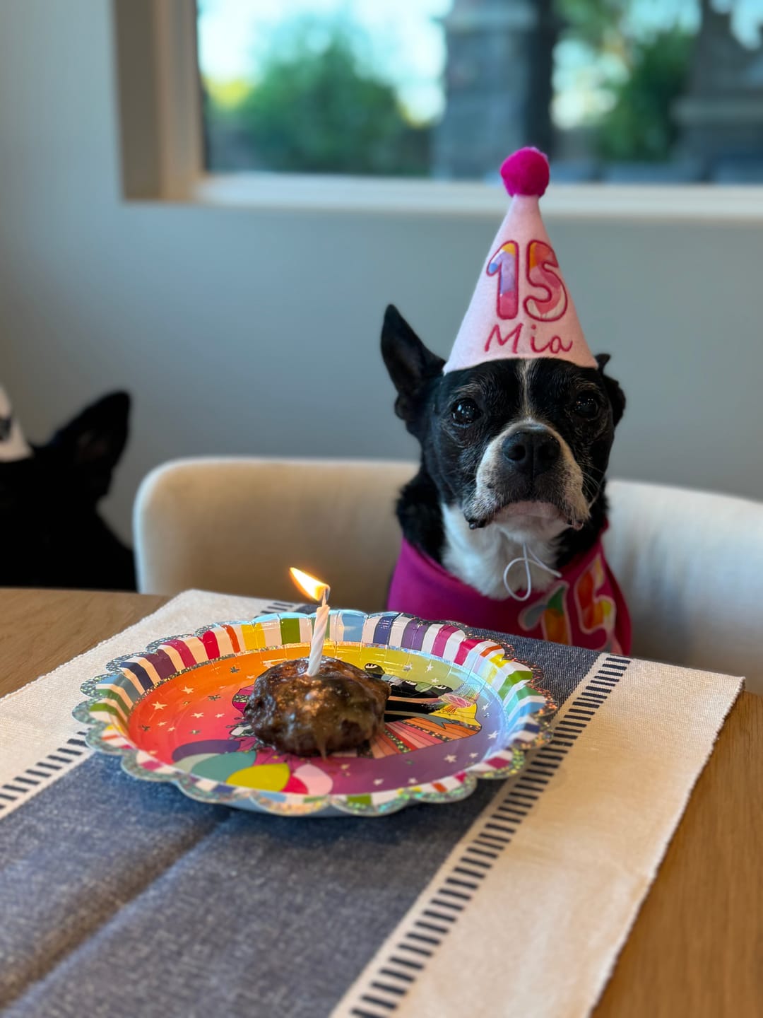 What to Serve at a Dog Party