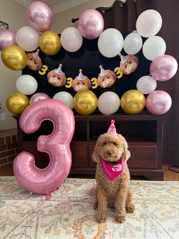 What Can I Give My Dog to Celebrate His Birthday?