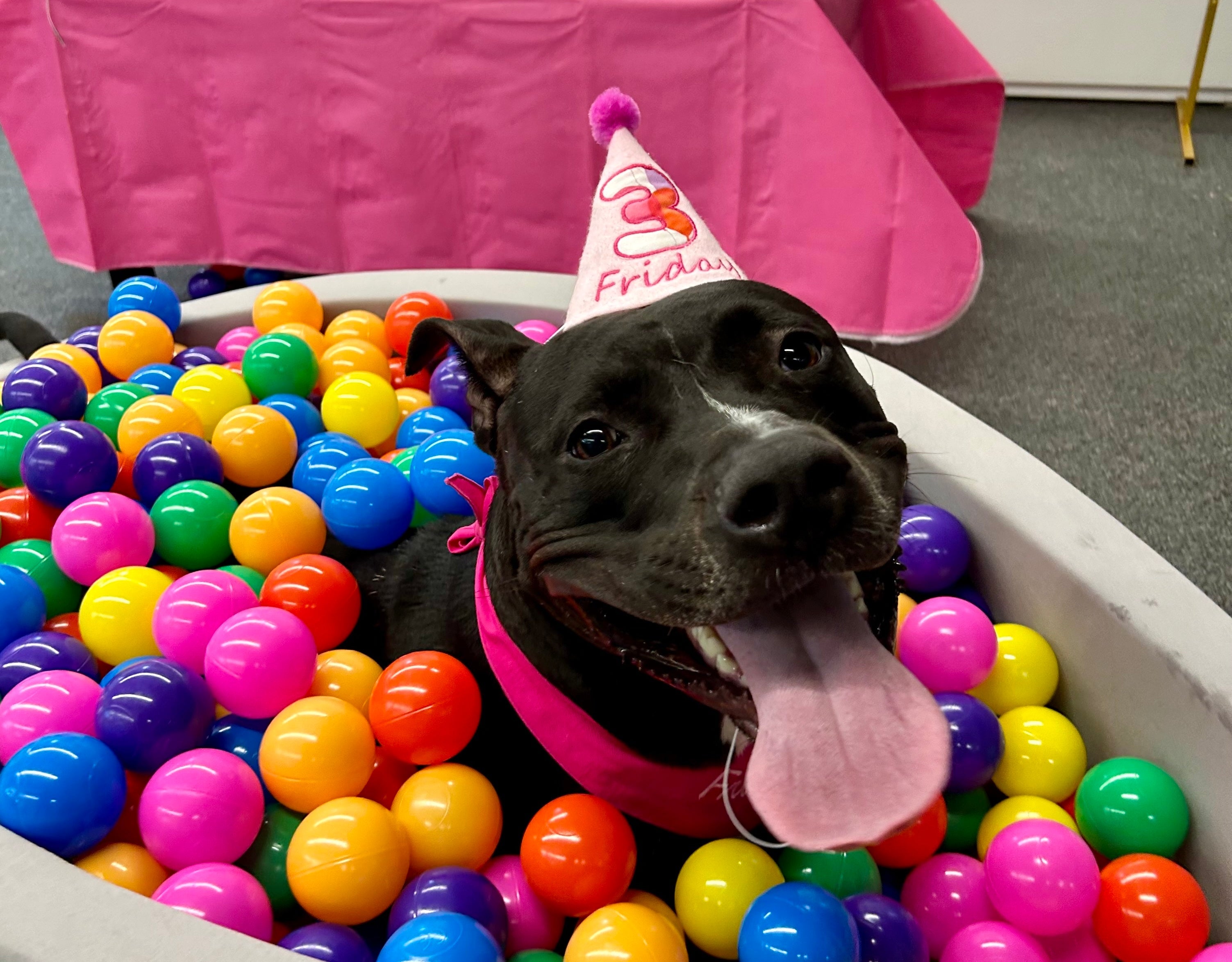 A Birthday Celebration That Led to a Forever Home!