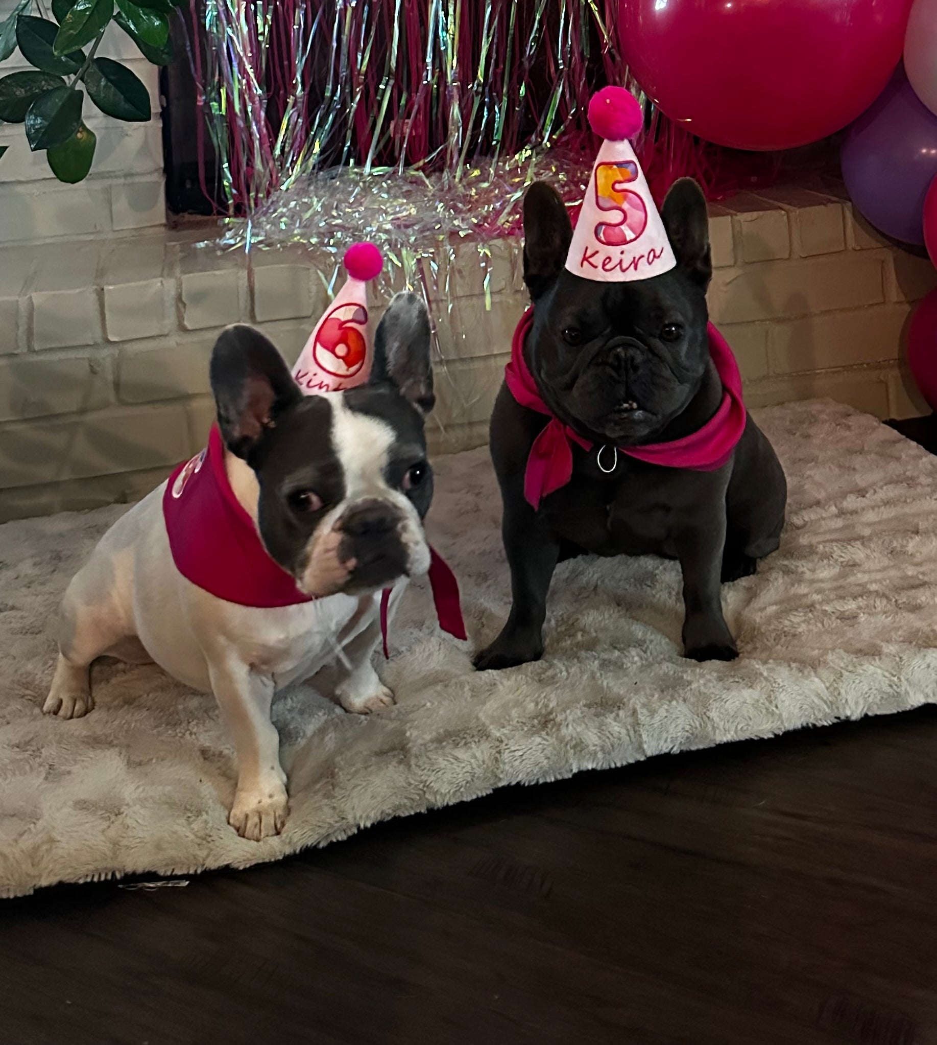 MEET KINTEN & KEIRA: A 5 AND 6-YEAR-OLD FRENCH BULLDOG DUO FROM BUDAPEST