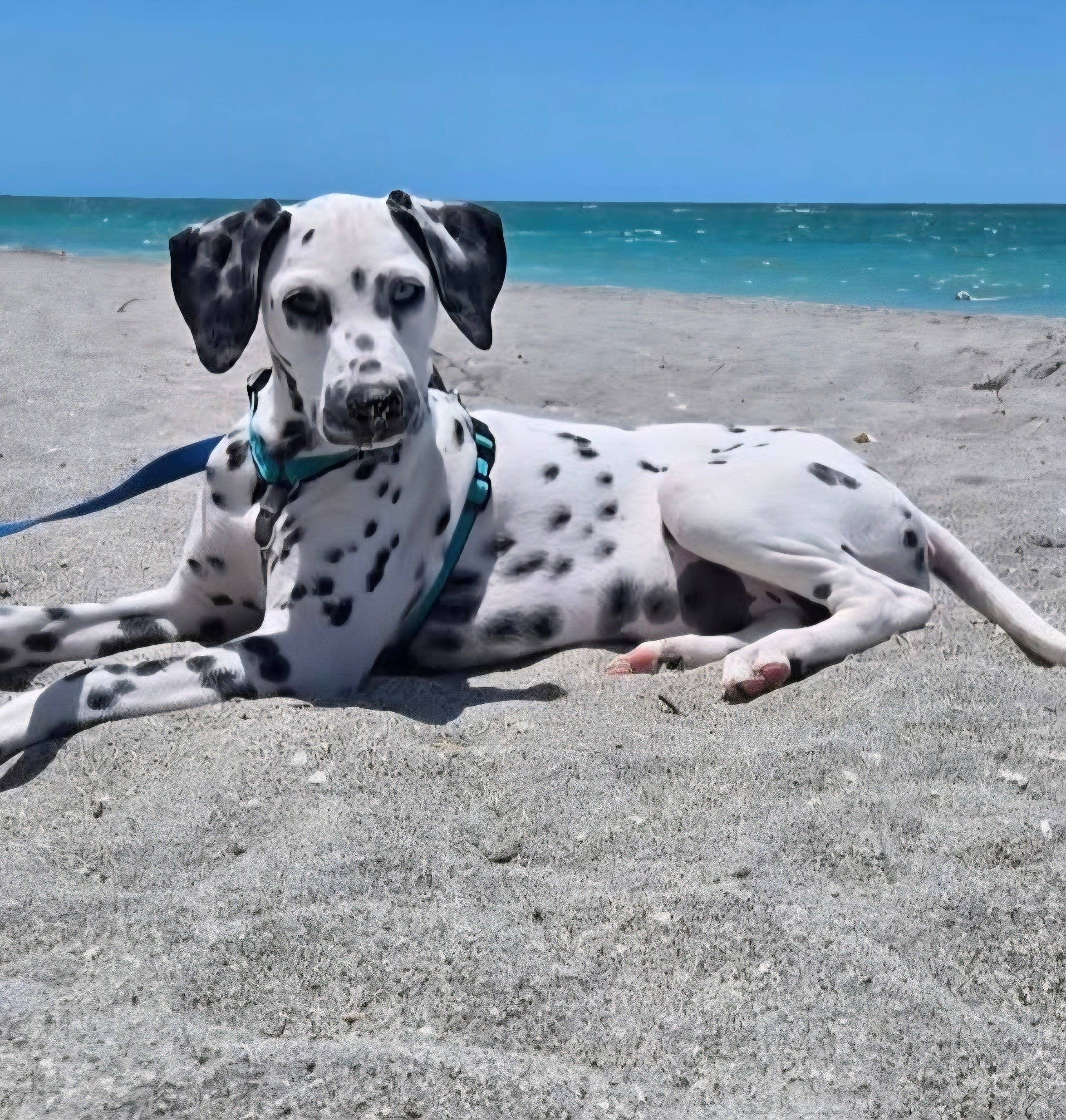 MEET LAKYN: A 1-YEAR-OLD DALMATIAN WHO LOVES TO SMILE