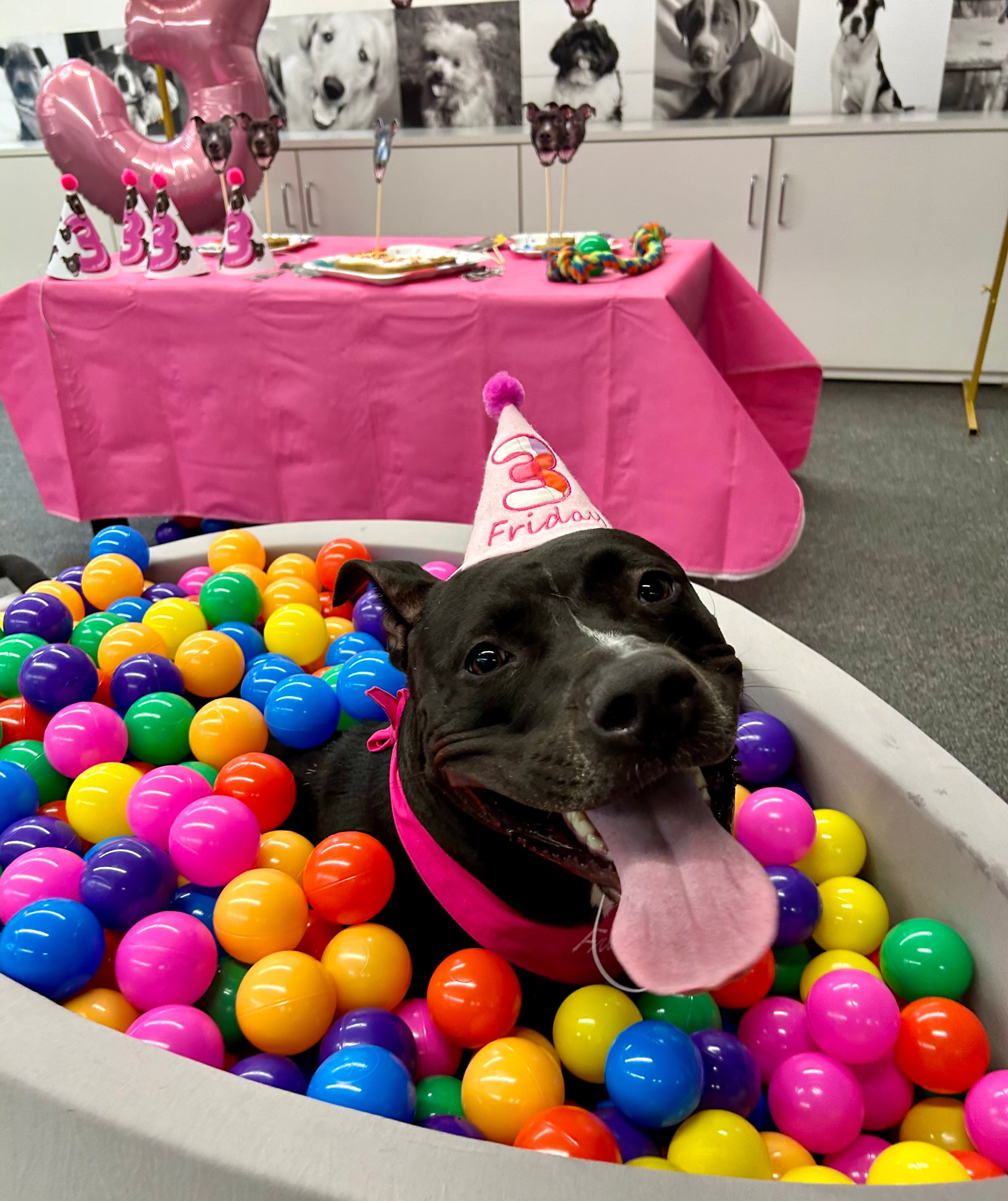 Standard Personalized Dog Party Pack