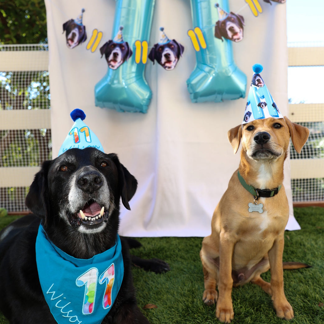 Standard Personalized Dog Party Pack