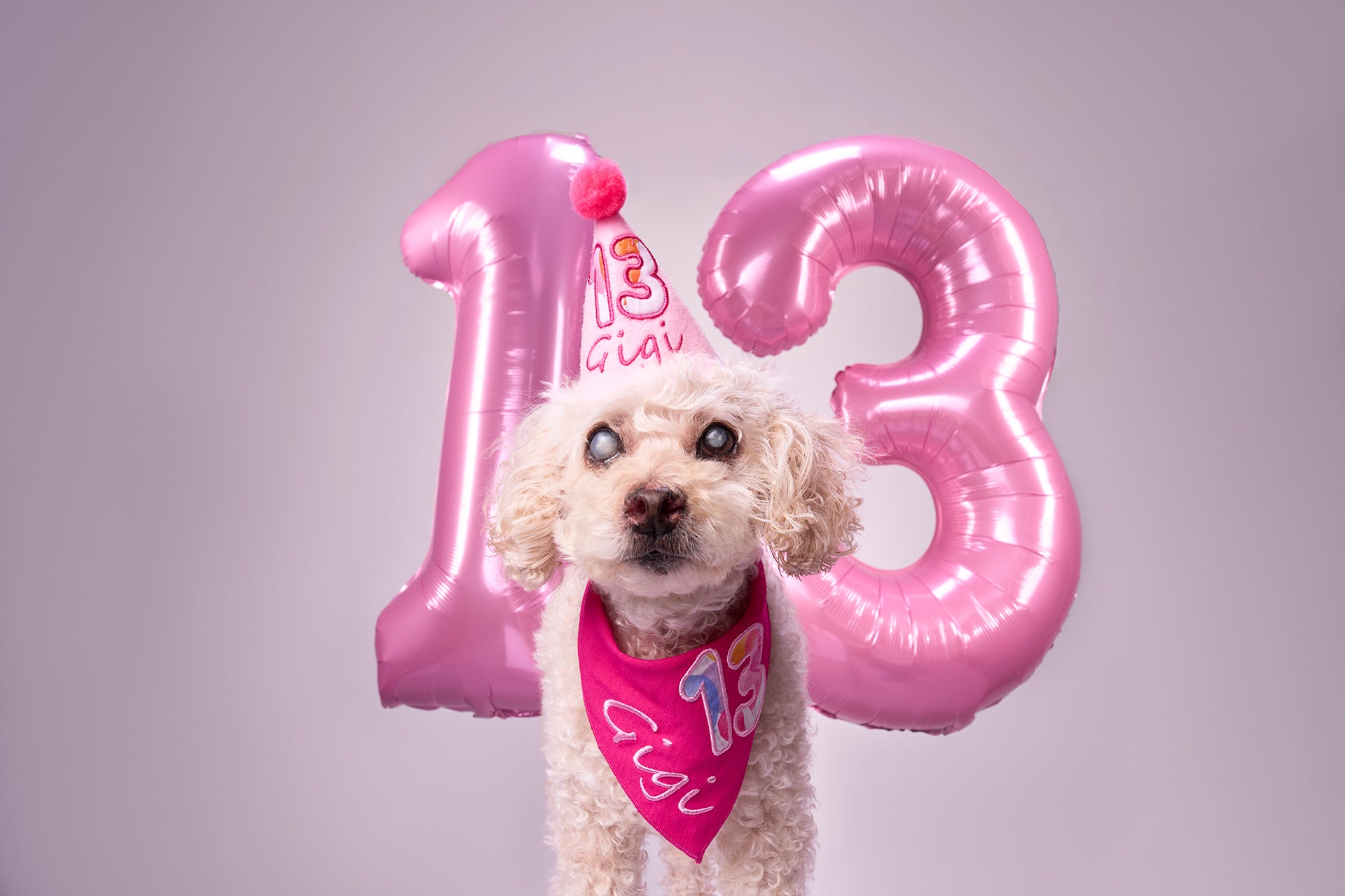 Standard Personalized Dog Party Pack