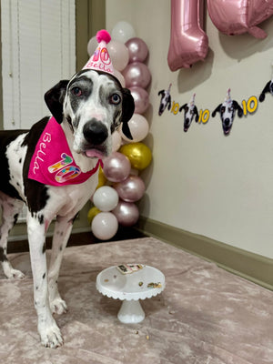 What to Bring for a Dog Party