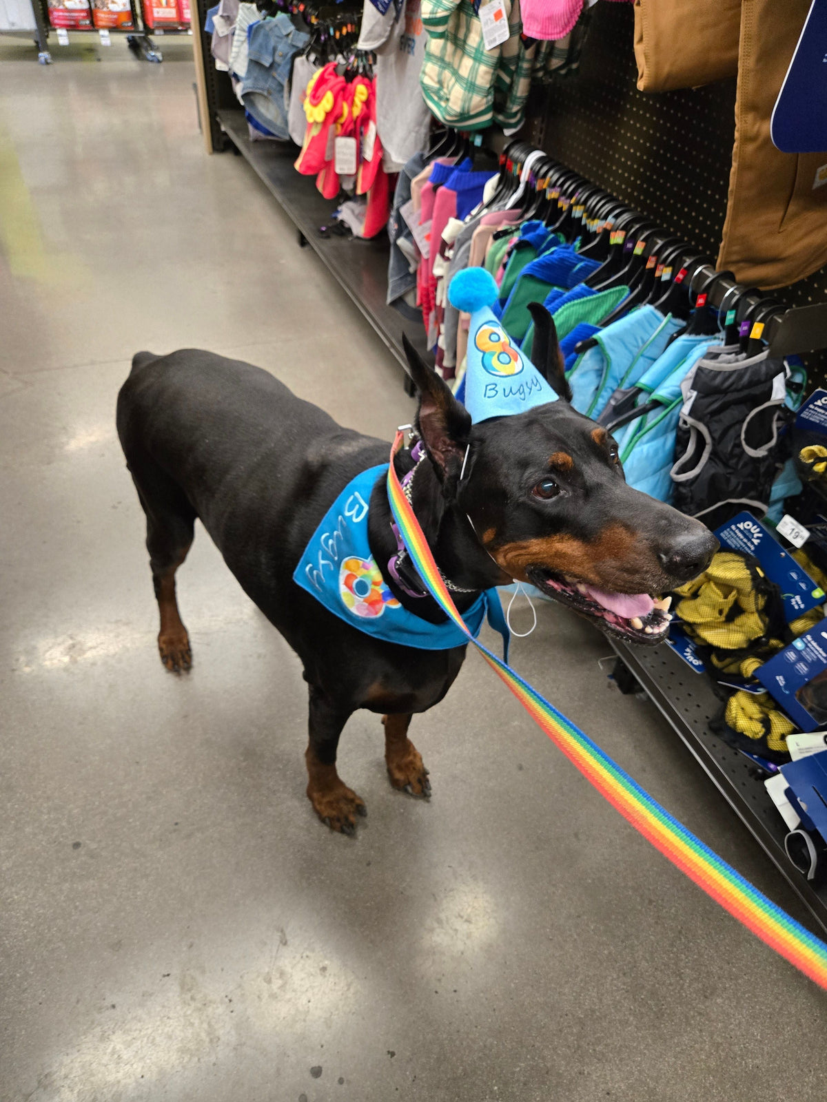 MEET BUGSY: AN 8-YEAR-OLD DOBERMAN WHO ONCE TROTTED OUT OF PETCO WITH A TOY HE DIDN'T PAY FOR