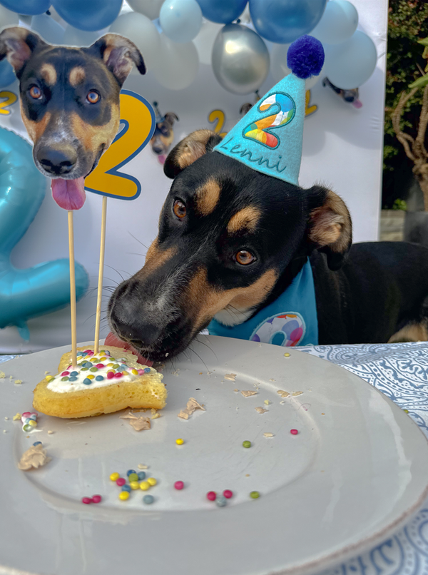 What to Buy for a Dog That Has Everything