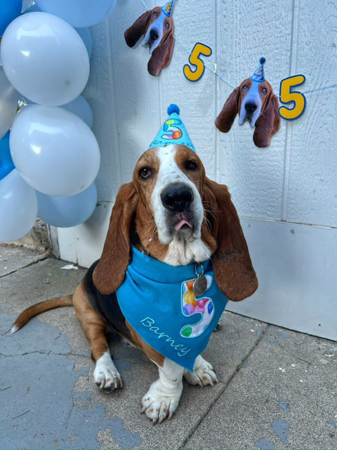 What Can I Do to Make My Dog's Birthday Special?