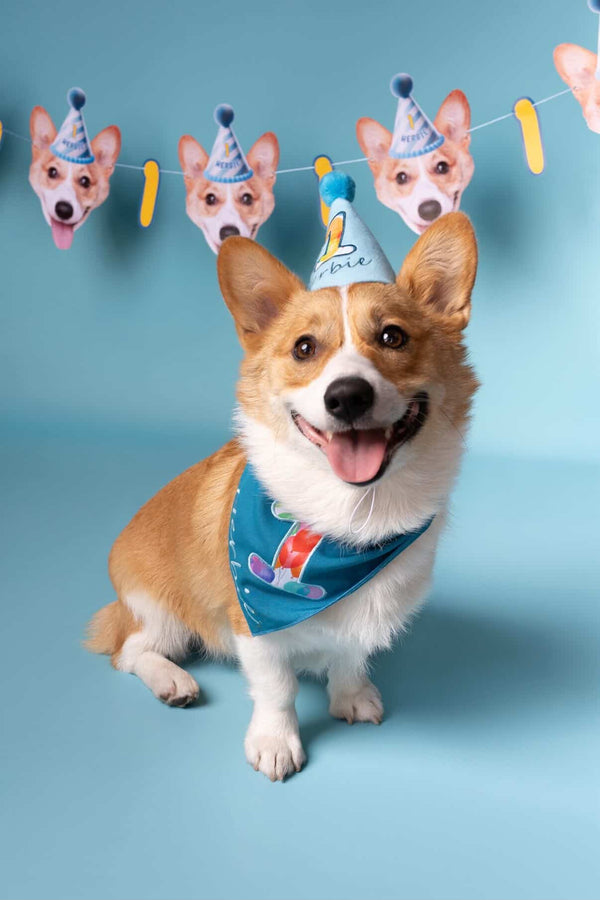 Dog News Roundup: What Happened This Week (May 19, 2026)