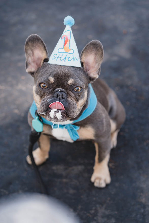 Can I Use Regular Cake Mix for a Dog Cake?