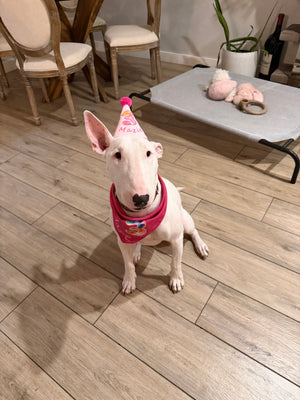 MEET MAZIE: A 3-YEAR-OLD WHO'LL SIT, BUT ONLY FOR TREATS