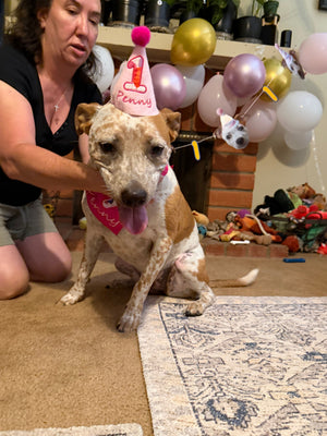 MEET PENNY: A 1-YEAR-OLD SNUGGLE BUG WHO KEEPS EVERYONE ON THEIR TOES