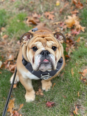MEET WINSTON: A 1-YEAR-OLD BALL FANATIC WHO ALWAYS KNOWS WHEN YOU'RE SAD