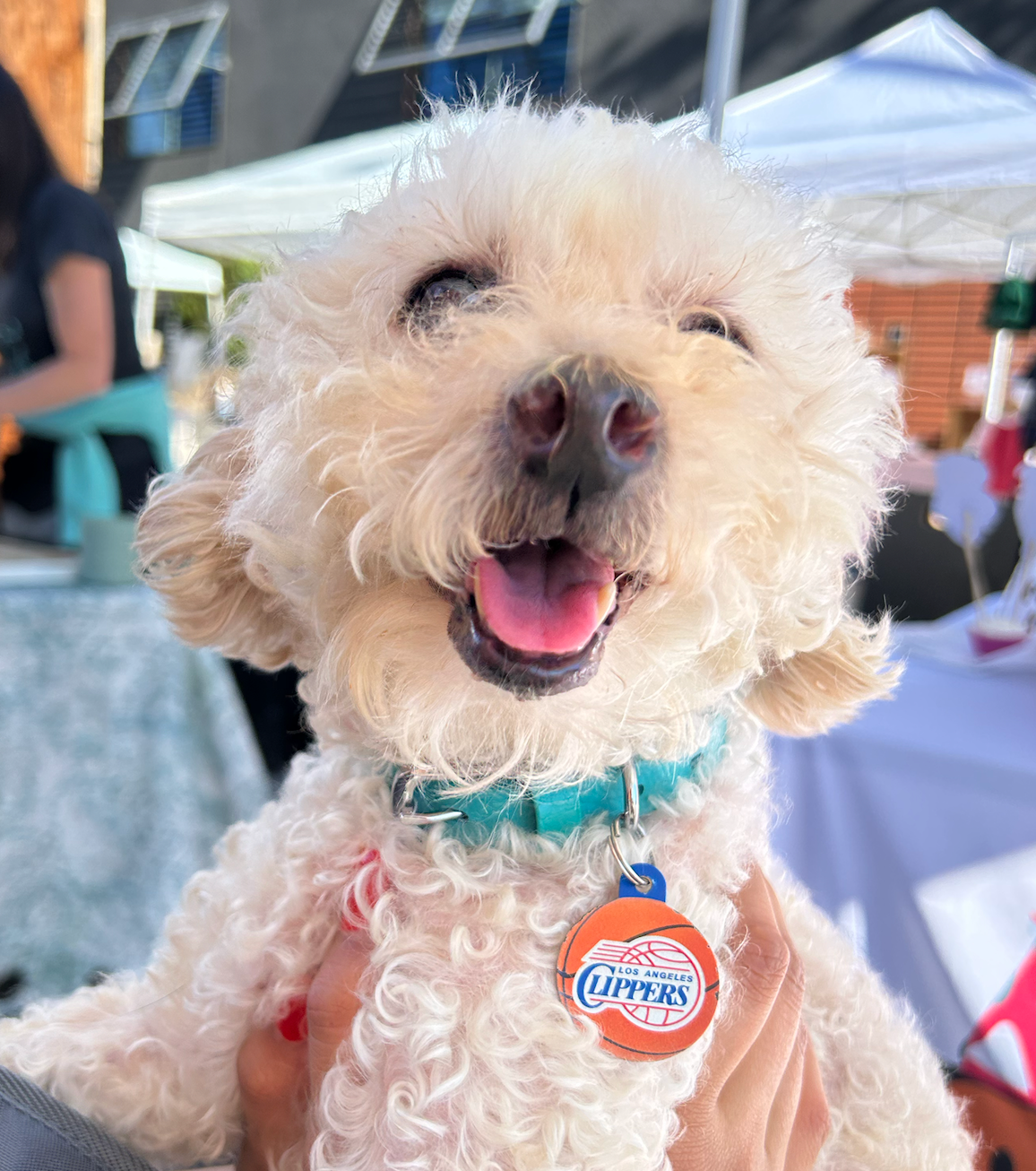 MEET GIGI: A 13-YEAR-OLD BLIND RESCUE WITH AN UNSTOPPABLE SPIRIT