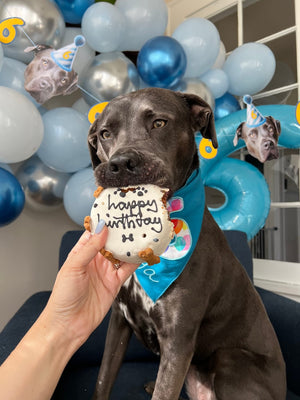 What Is a Good Treat for a Dog's Birthday?