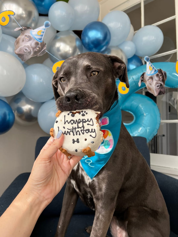 What Is a Good Treat for a Dog's Birthday?