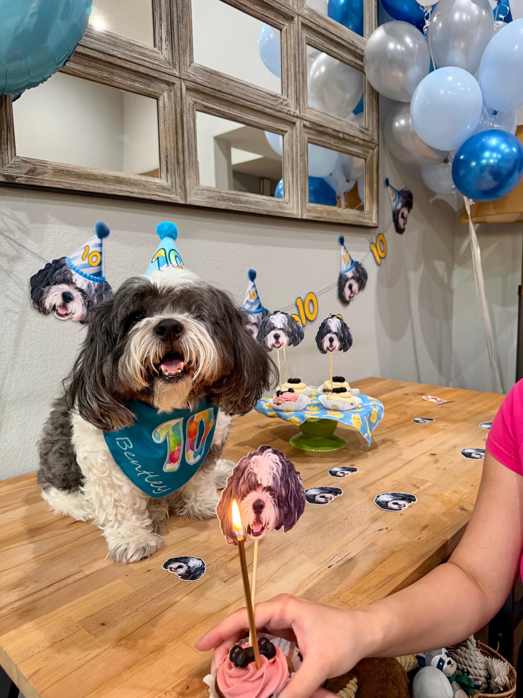 7 Best Dog Birthday Gifts That Won't End Up Ignored