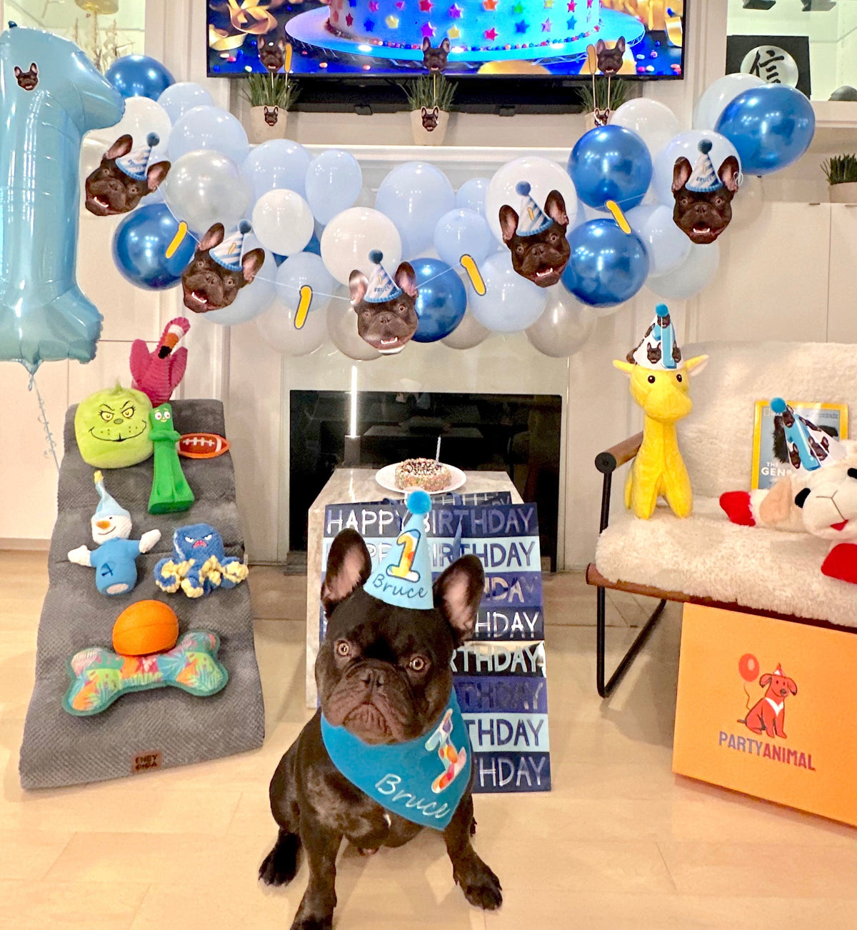 MEET BRUCE: A 1-YEAR-OLD BUNDLE OF JOY AND ZOOMIES