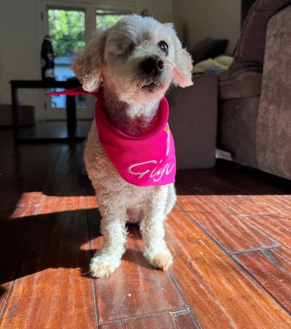 Why Your Dog Chases the Sun (And What It Actually Means)