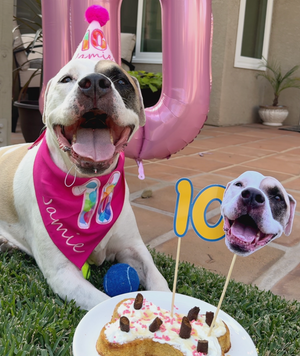 What Is the 90/10 Rule for Dogs?