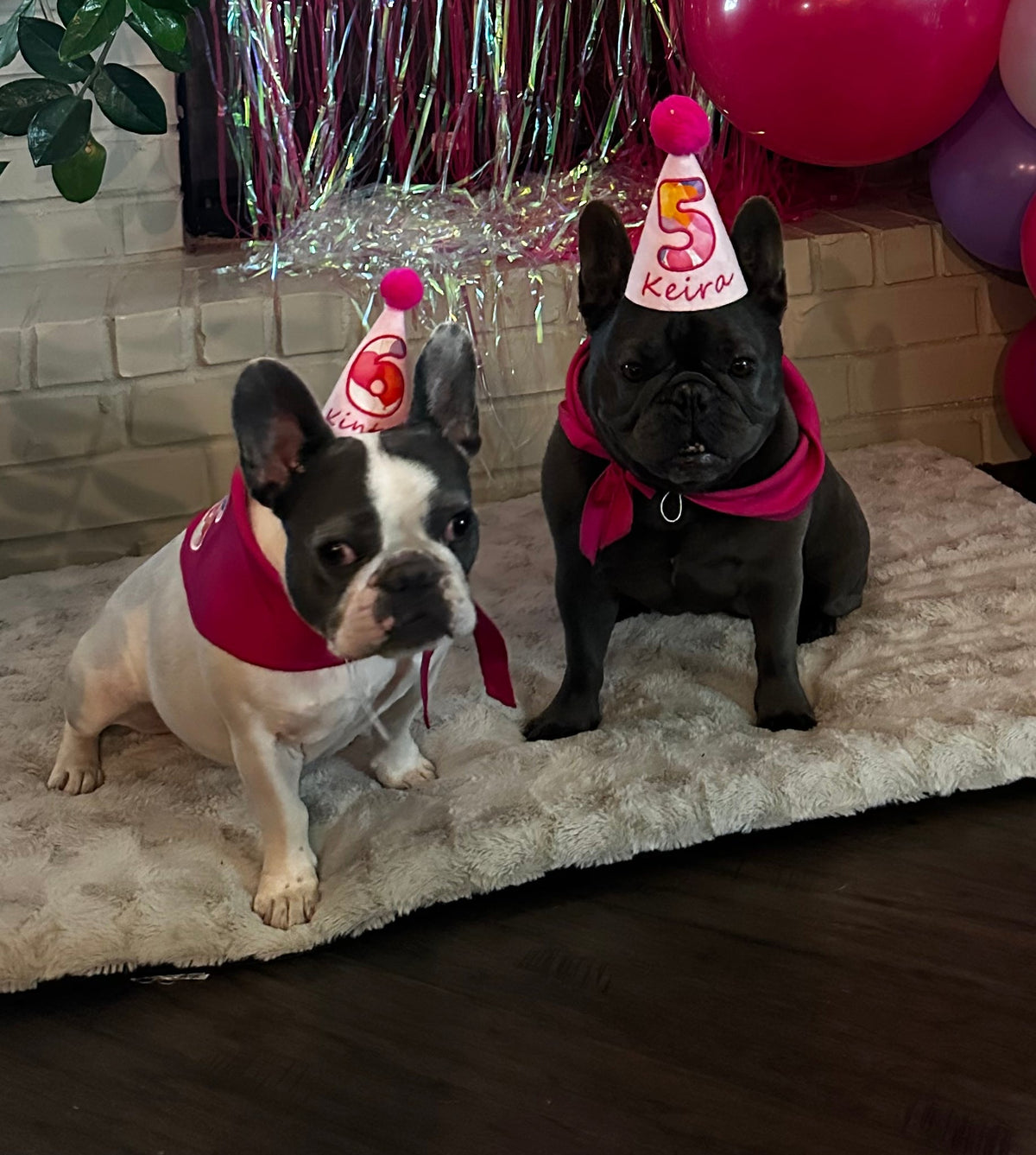 MEET KINTEN & KEIRA: A 5 AND 6-YEAR-OLD FRENCH BULLDOG DUO FROM BUDAPEST