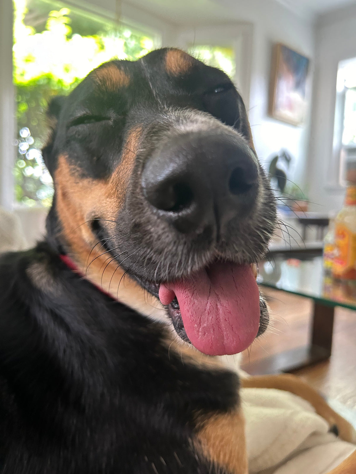 MEET LENNI: A 3-YEAR-OLD RESCUE SPREADING JOY AND LEARNING TO "DOG"