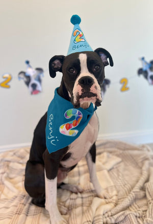 Do Dogs Realize It's Their Birthday?