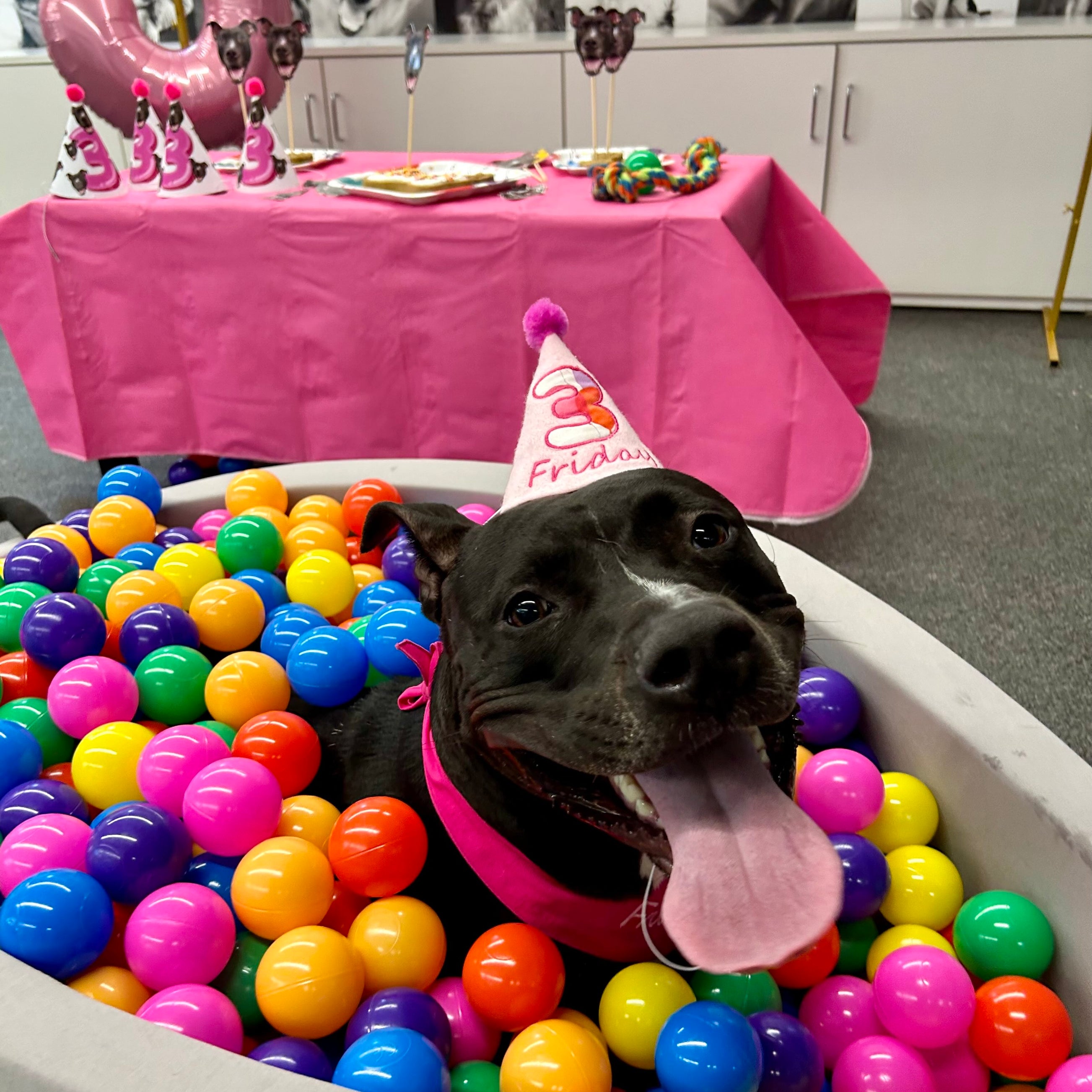 Personalized Dog Party Pack