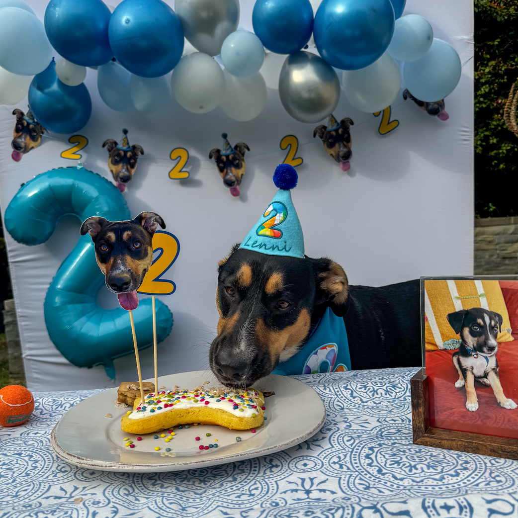 Deluxe Dog Birthday/Gotcha Day Kit