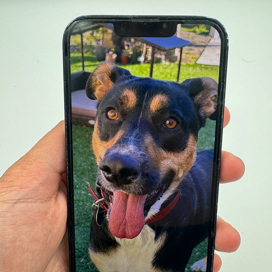 TELL US ABOUT YOUR PUP